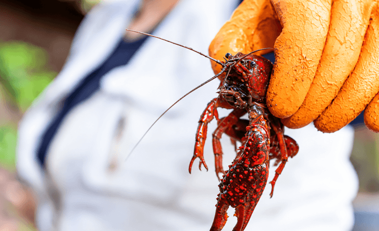 Langostilla roja Procambarus clarkii en un humedal de Rionegro Antioquia.
