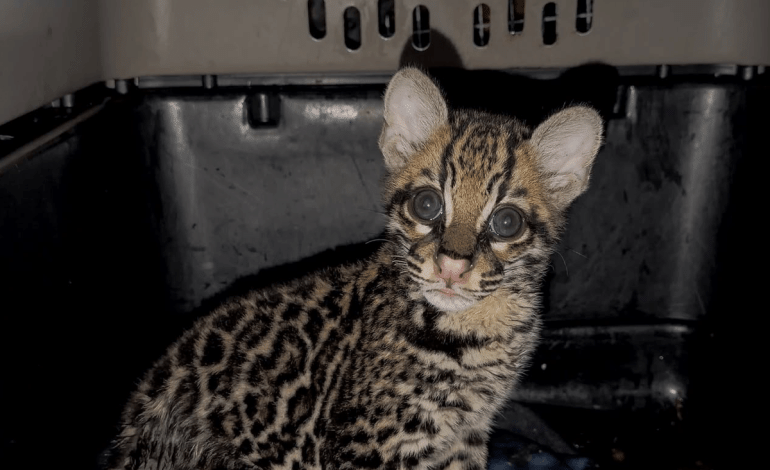 Ocelote en Santa Elena: nuevo dilema en 2026