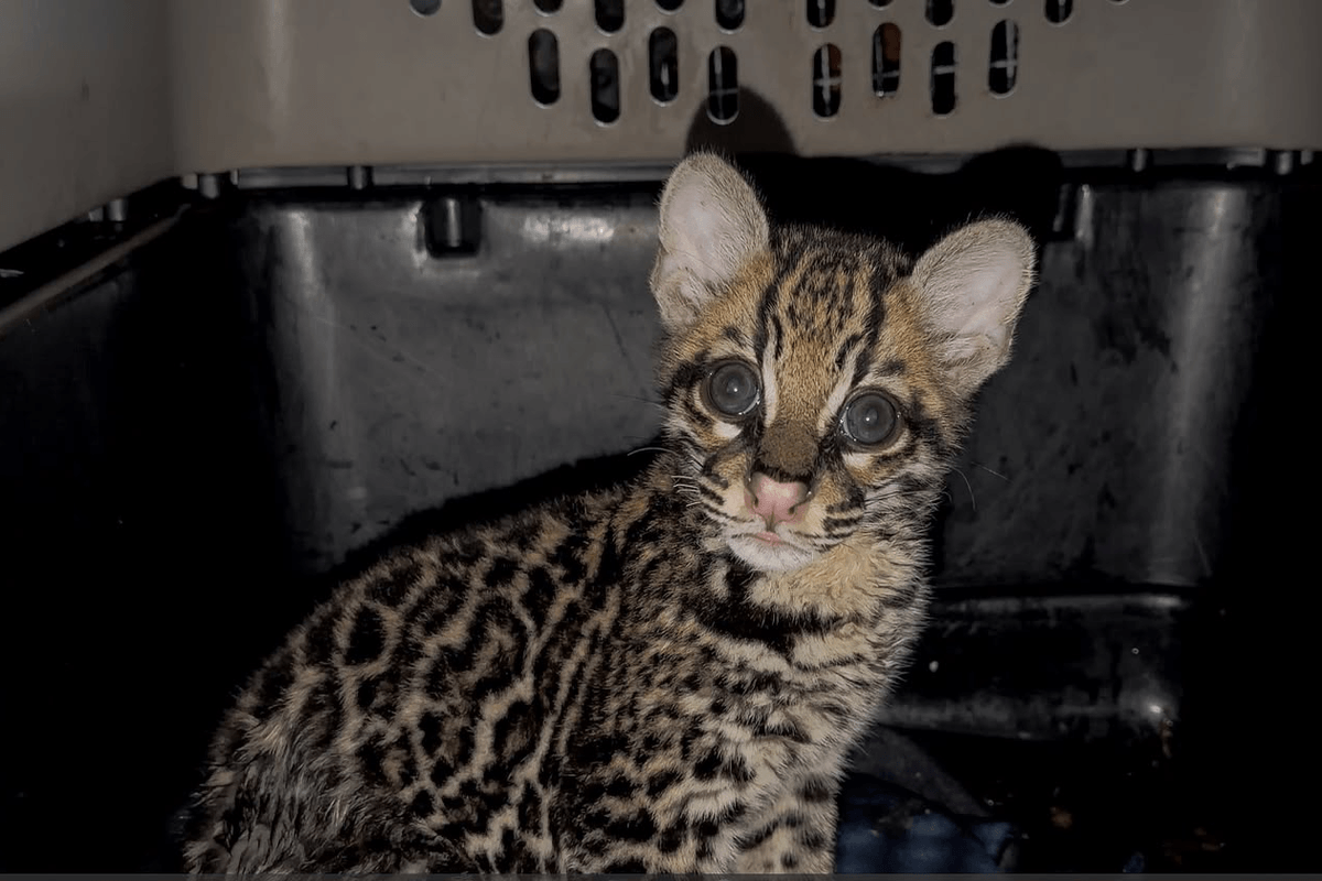 Ocelote en Santa Elena: nuevo dilema en 2026