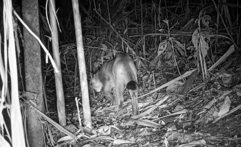 Puma captado por una cámara trampa entre la vegetación de El Manzanillo, Itagüí. Felinos en Itagüí