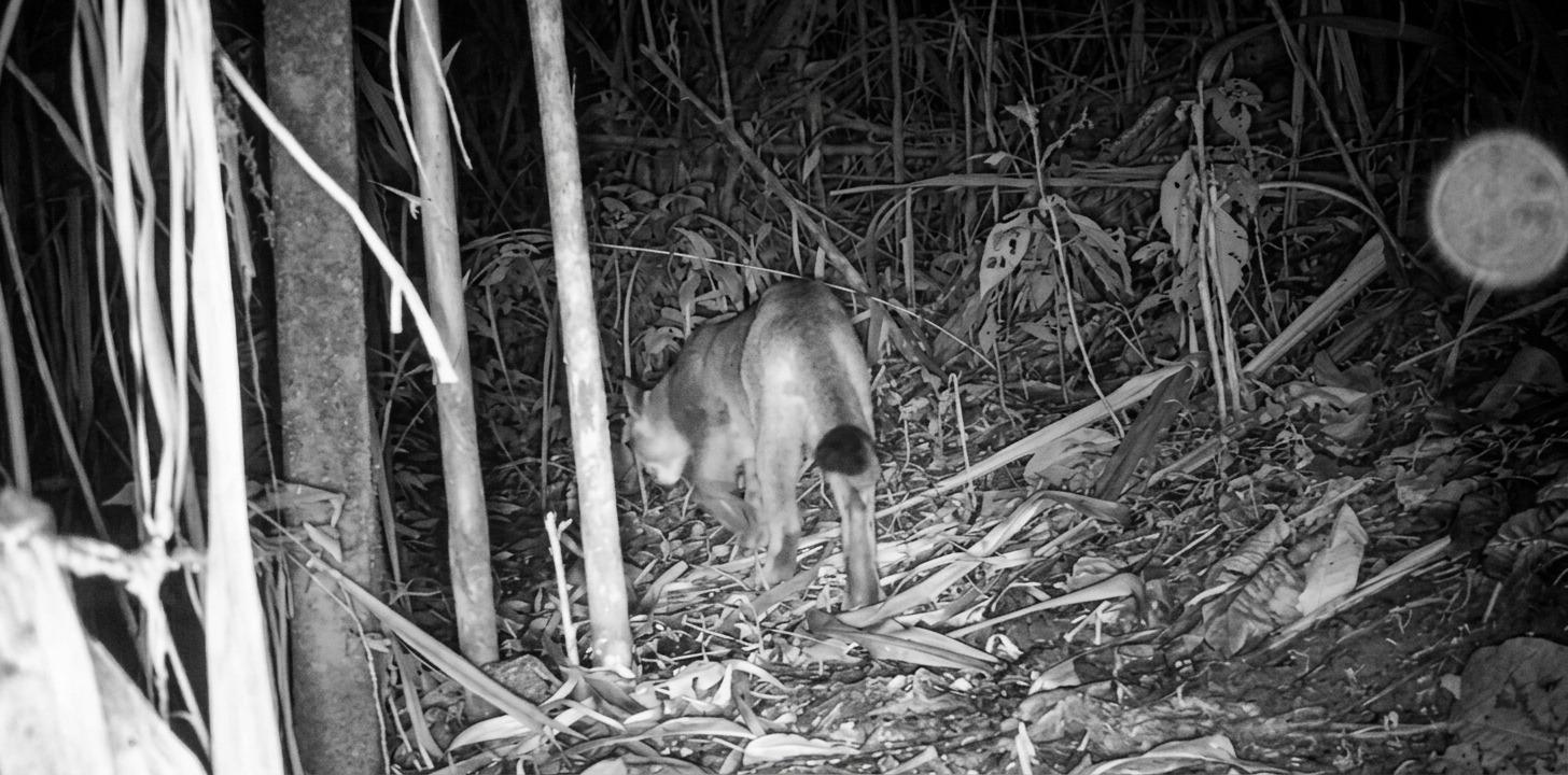 Felinos en Itagüí: cámaras registran puma y tigrillo en área de 326,5 hectáreas