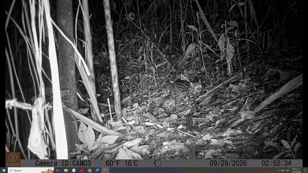 Tigrillo lanudo entre la vegetación, captado por una cámara trampa en Itagüí. Felinos en Itagüí