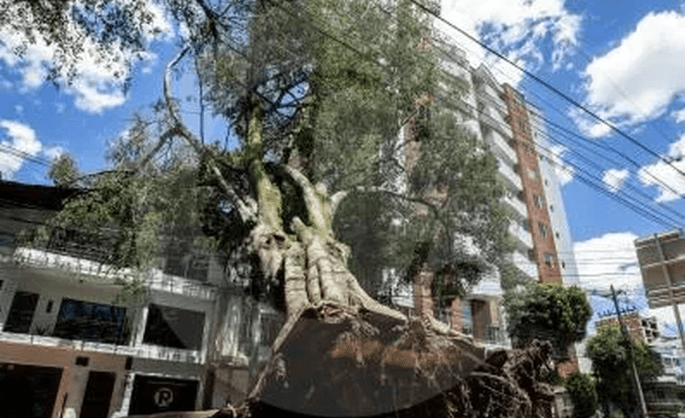 Árbol caído en una vía de Medellín después de una tormenta con fuertes vientos.
