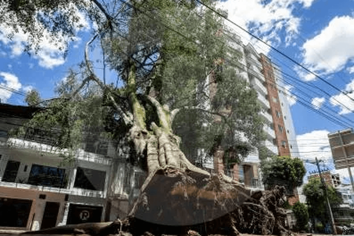¿Por qué se caen tantos árboles en Medellín cuando llueve? Las raíces y el viento, entre las causas